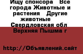 Ищу спонсора - Все города Животные и растения » Другие животные   . Свердловская обл.,Верхняя Пышма г.
